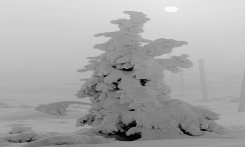 Zdjcie POLSKA / Karkonosze /  Szrenica, 1362 m n.p.m.  / Co