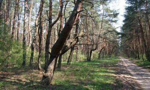 Zdjecie POLSKA / mazowsze / wies Mynarze / droga przez las