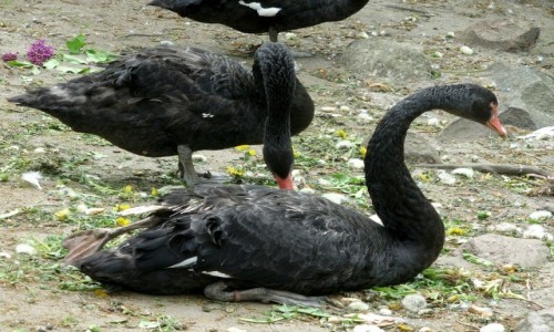Zdjęcie POLSKA / kujawsko pomorskie / Ciechocinek / Czarne łabędzie