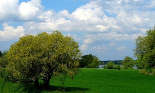 Zdjcie POLSKA / kujawsko pomorskie / Siarzewo / Nad Wis