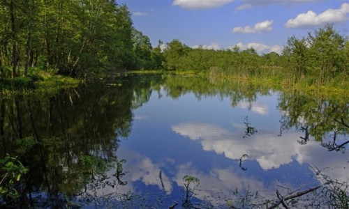 Zdjcie POLSKA / mazowieckie / Kampinoski Park Narodowy / lustro