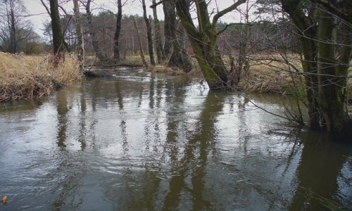 Zdjęcie POLSKA / Łódzkie / Wawrzkowizna / Nurt rzeki Rakówki