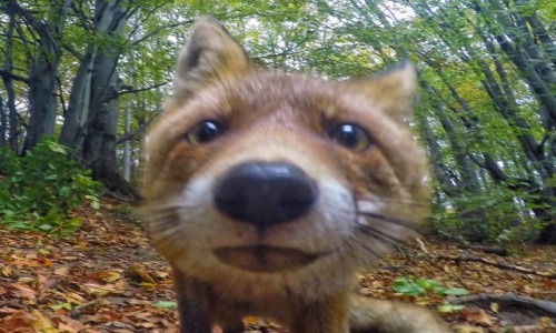 Zdjecie POLSKA / Bieszczady / Połonina Wetlińska / Chodzi lisek koło Puchatka