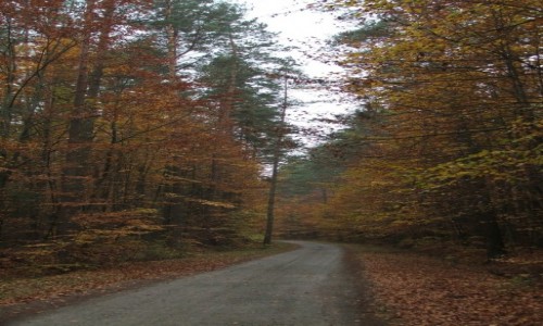 Zdjęcie POLSKA / Województwo lubelskie, powiat zamojski  / Droga do Florianki / Jesień na Roztoczu