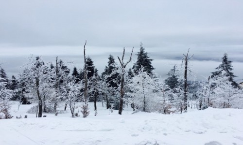 Zdjęcie POLSKA / Dolny Ślask / Świeradów Zdrój / Drzewa w zimowej szacie