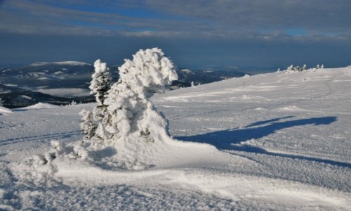Zdjęcie POLSKA / Beskidy / Babia Góra / Obcy