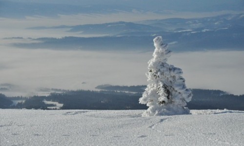 Zdjęcie POLSKA / Beskidy / Babia Góra / Drzewko