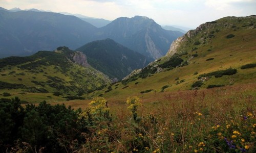 Zdjcie POLSKA / Tatry / Czerwone Wierchy / Ukwiecone