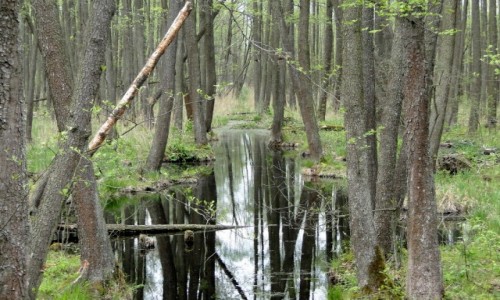 Zdjcie POLSKA / Podlasie / dolina Biebrzy / Z serii: obrazki z Podlasia