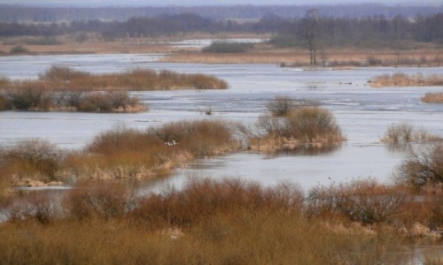 Zdjcie POLSKA / Podlasie / Burzyn / Przedwionie nad Biebrz.