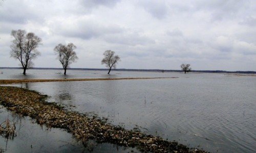 Zdjecie POLSKA / Podlasie / Dolistowo / Dzi na rozlewiskach Biebrzy :)