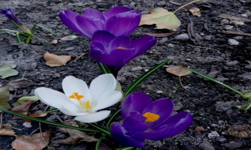 Zdjęcie POLSKA / opolskie / Ozimek / Krokusy
