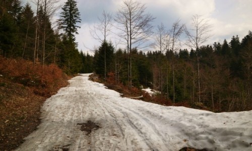 Zdjecie POLSKA / Beskid ywiecki / Las Zotnice / Droga ze Zatnej