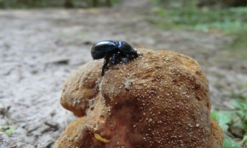 Zdjecie POLSKA / Szlak Szumw w Gminie Susiec na Roztoczu rodkowym / Roztoczaski Park Narodowy / uczek leny