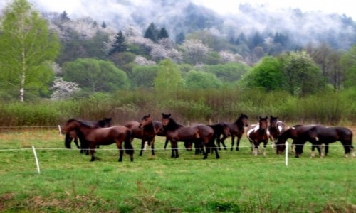 Zdjcie POLSKA / Bieszczady / gdzie w Bieszczadach / Konie