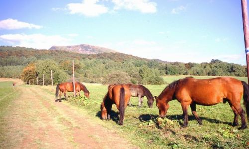 Zdjecie POLSKA / Bieszczady / Pod Tarnicą / Bieszczadzkie Konie