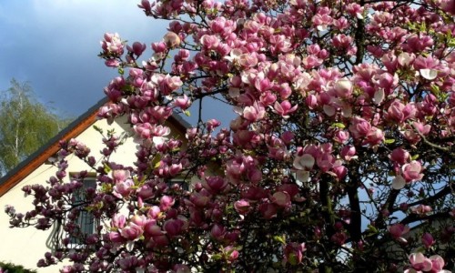 Zdjęcie POLSKA / oposkie / Opole / Gdzieś po drodze