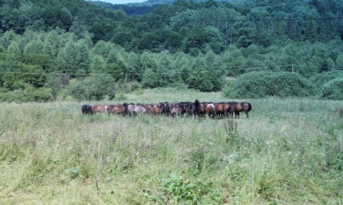 Zdjecie POLSKA / Bieszczady / Woosate / Konie