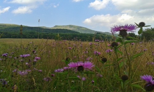 Zdjęcie POLSKA / Bieszczady / Wołosate / Chabry