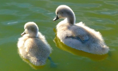 Zdjęcie POLSKA / Mazury / Kisajno / Brzydkie kaczątka