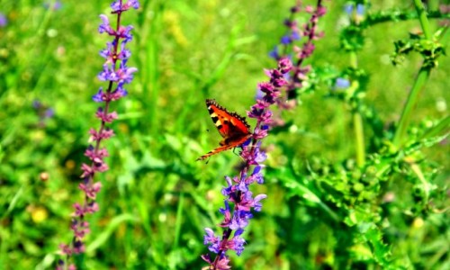 Zdjęcie POLSKA / Pomorze / Władysławowo / Szczęśliwy Motylek