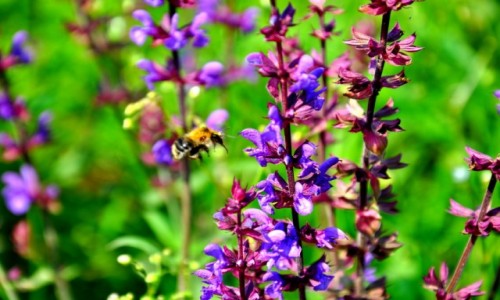 Zdjęcie POLSKA / Pomorze / Władysławowo / Pszczółka