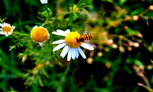 Zdjęcie POLSKA / Pomorze / Władysławowo / Osa na kwiatku