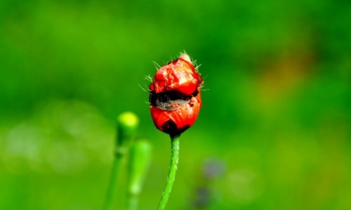 Zdjęcie POLSKA / Pomorze / Władysławowo / Mak