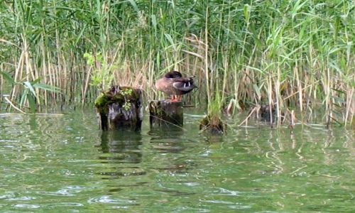 Zdjecie POLSKA / Olsztyn / Jezioro Ukiel / Olsztyn