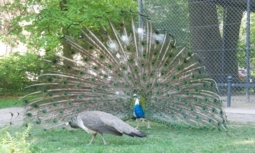 Zdj�cie POLSKA / LUBELSZCZYZNA / LUBLIN / Gody pawia