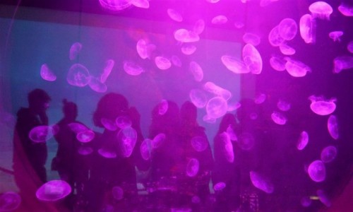 Zdjęcie POLSKA / .. / Afrykarium / podgladanie meduz