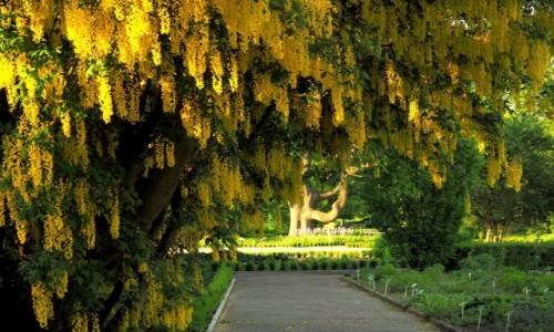 Zdjecie POLSKA / Wielkopolska / Pozna - ogrd botaniczny / zoty deszcz...