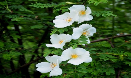 Zdjecie POLSKA / Wielkopolska / Pozna - ogrd botaniczny / silky rose...