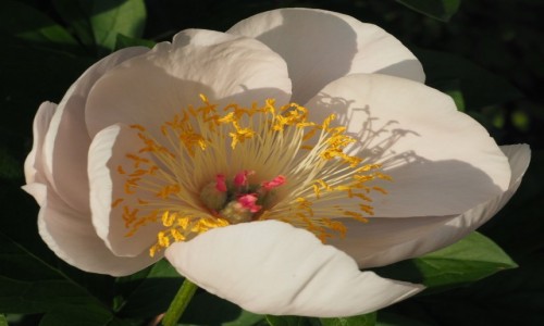 Zdjecie POLSKA / Wielkopolska / Pozna, ogrd botaniczny / White Wings...