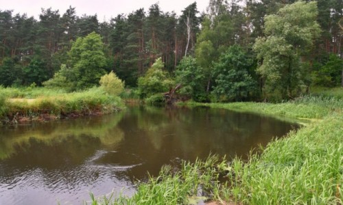 Zdjęcie POLSKA / województwo kujawsko-pomorskie / pomiędzy Brodnicą a Golubiem Dobrzyniem / Zakole rzeki pod lasem