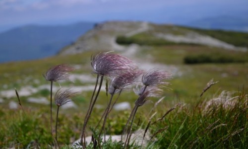 Zdjęcie POLSKA / Beskid Żywiecki / Babia Góra / Pozdrowienia z Babiej II
