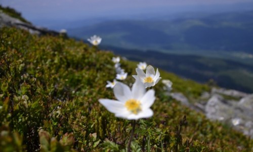 Zdjęcie POLSKA / Beskid Żywiecki / Babia Góra / Pozdrowienia z Babiej III
