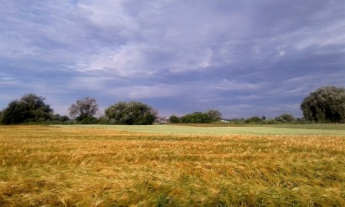 Zdjecie POLSKA / opolskie / Nad Odr / Tak byo dzisiaj,  burzowo