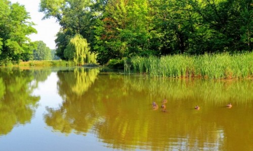 Zdjcie POLSKA / opolskie / Wyspa Bolko / Widok nad stawem
