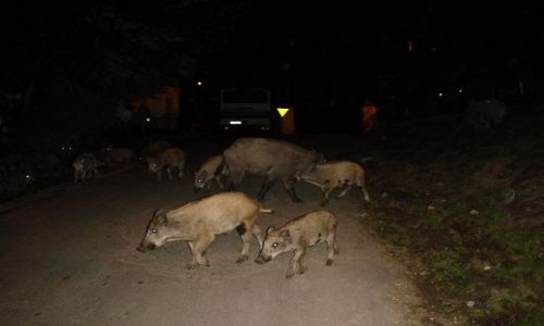 Zdjcie POLSKA / Wyspa Wolin / Lubin / Swobodnie przechadzajce si dziki we wsi Lubin