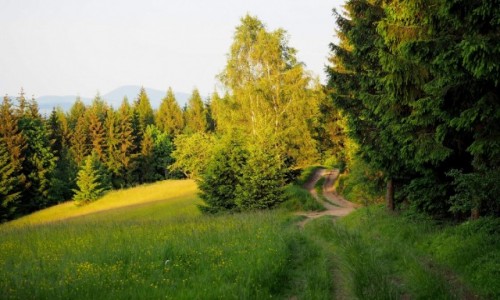 Zdjecie POLSKA / Dolny lsk / Rudawski Park Krajobrazowy / w stron Skalnika...