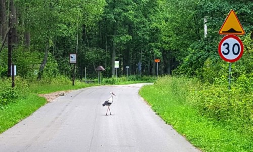 Zdjecie POLSKA / Podlasie / Carska droga / Magiczne Podlasie