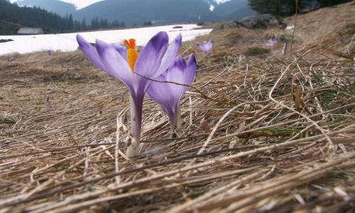 Zdjecie POLSKA / Tatry / Na szlaku / Krokusy