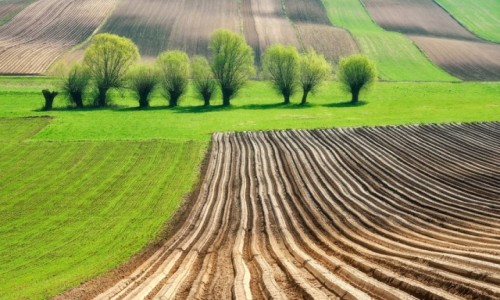 Zdjecie POLSKA / witokrzyskie / Ponidzie / Stare wierzby