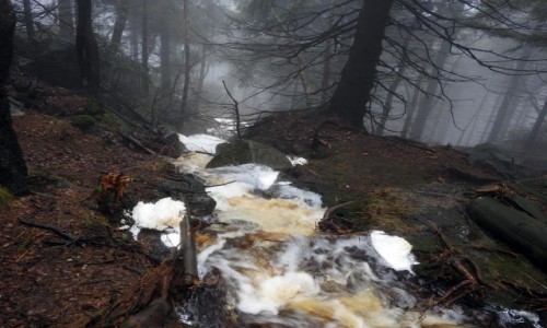 Zdjęcie POLSKA / Dolnośląskie / Góry Stołowe / Strumyczek