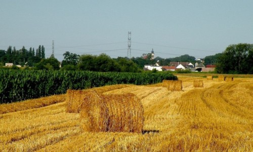 Zdjecie POLSKA / opolskie / Nad Odr / Po niwach