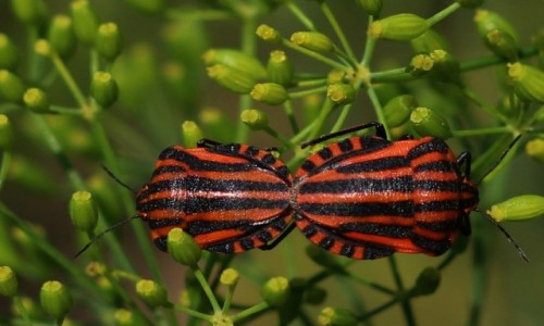 Zdjęcie POLSKA / Wielkopolska / ogród / Strojnice dwie