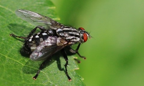 Zdjęcie POLSKA / Wielkopolska / ogród / Sarcophaga (z rzędu muchówek)