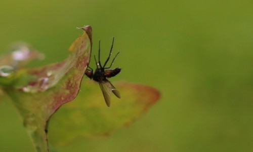 Zdjęcie POLSKA / Wielkopolska / ogród / W zawieszeniu