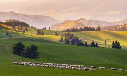 Zdjcie POLSKA / Pieniny / Mae Pieniny / Poranek na Pienikiej Hali